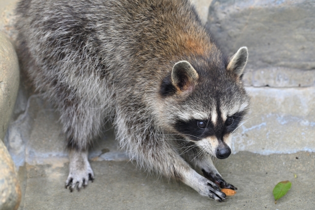 アライグマの画像です