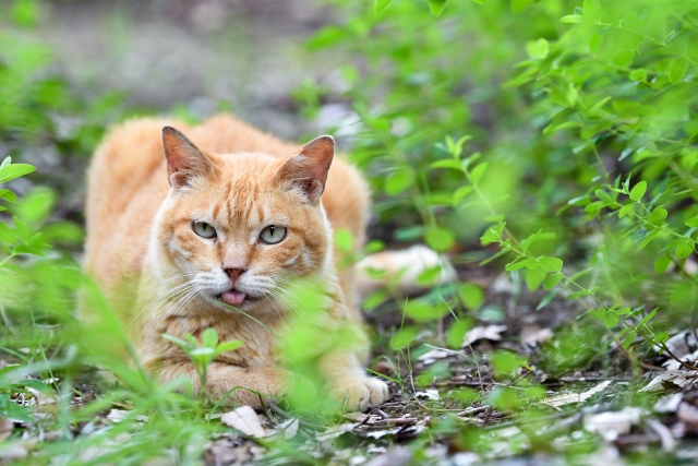 野良猫に困った場合の対処法6選！